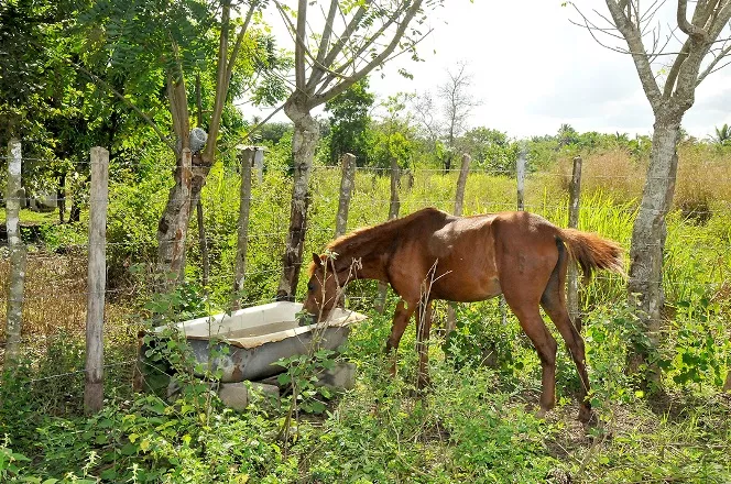 Instalan corrales municipales para evitar accidentes de tránsito