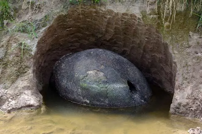 Caparazón gigante con forma de huevo sorprende a vecinos en Argentina