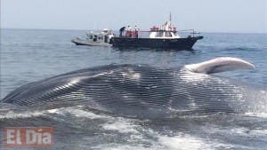 Rescatan ballena de veinte metros varada en playa chilena