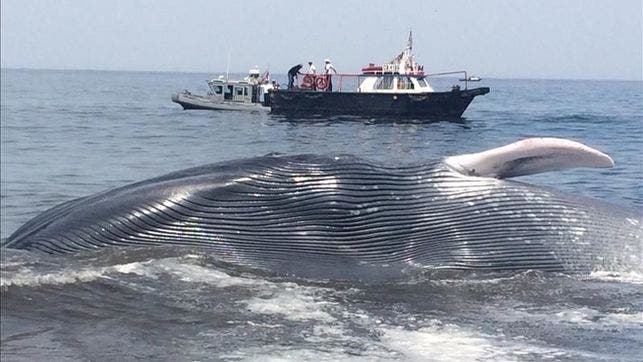 Rescatan ballena de veinte metros varada en playa chilena