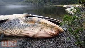 Hallan más de 330 ballenas muertas en playa de Chile