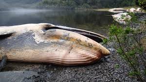 Hallan más de 330 ballenas muertas en playa de Chile