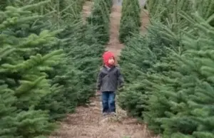 El dilema de cada año en EE.UU: ¿árboles de Navidad naturales o artificiales?