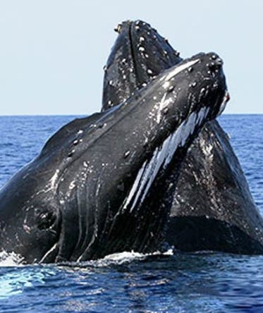 Entidades anuncian la temporada de ballenas
