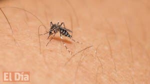 Preguntas y respuestas del virus del zika en América Latina