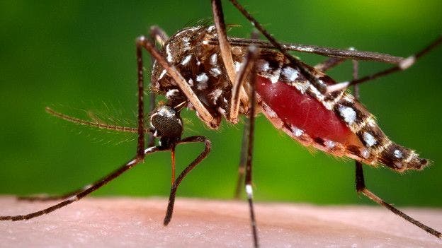 Nicaragua registra primeras dos pacientes contagiadas con el virus del Zika