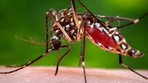 OMS: el virus zika se extenderá por casi todo el continente americano excepto Canadá y Chile