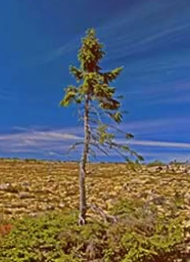 El árbol  más viejo del mundo tiene 9,550 años