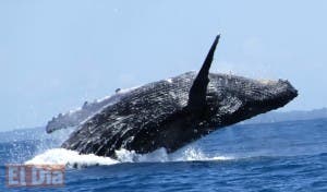 Ballenas jorobadas vuelven a deleitar