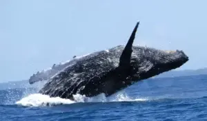 Ballenas jorobadas vuelven a deleitar