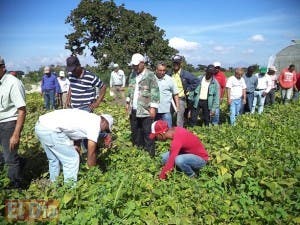 Productores conocen nuevas tecnologías en leguminosas comestibles