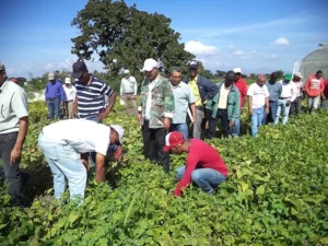 Productores conocen nuevas tecnologías en leguminosas comestibles