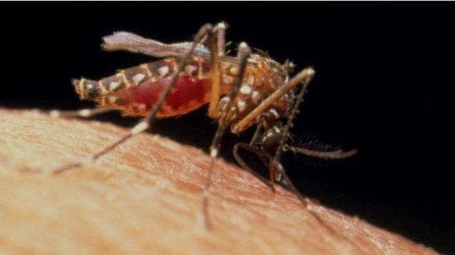 EEUU: Casos de zika contraídos por mosquito aumentaría a 14