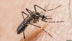 Salud Pública instruye personal que notifique los casos sospechosos de Zika