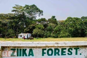 Poca preocupación por el zika en selva donde fue descubierto