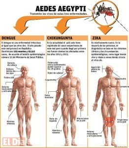 Un pequeño  mosquito coloca en alerta  varias naciones por Zika