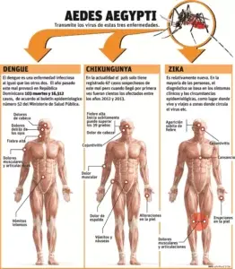 Un pequeño  mosquito coloca en alerta  varias naciones por Zika