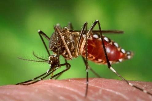 OMS establece Unidad de Respuesta Global para coordinar acciones contra zika