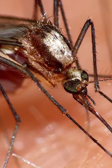 Once muertes de niños por dengue