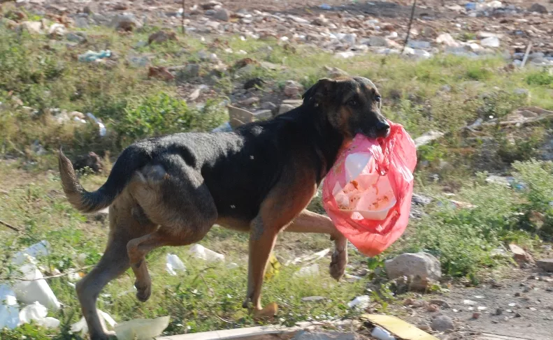 ADN creará clínica veterinaria municipal