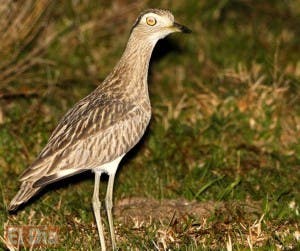 Búcaros, prefieren tierra antes que volar