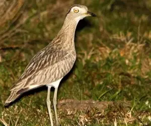 Búcaros, prefieren tierra antes que volar