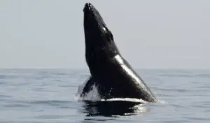 Las ballenas resaltan encantos bahía Samaná