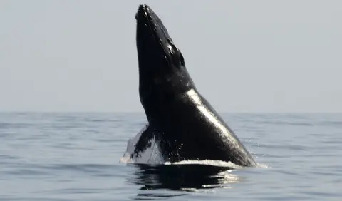 Las ballenas resaltan encantos bahía Samaná