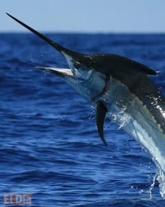 Celebrarán torneo de pesca al pez León