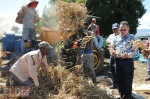 Agricultura inicia cosecha de habichuelas en el Valle de San Juan