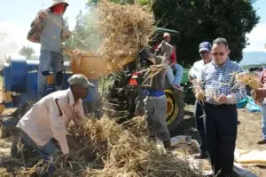 Agricultura inicia cosecha de habichuelas en el Valle de San Juan