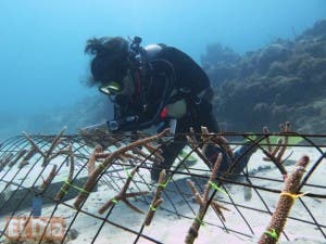 Fundación Tropigas persigue preservar ecosistemas marinos de RD