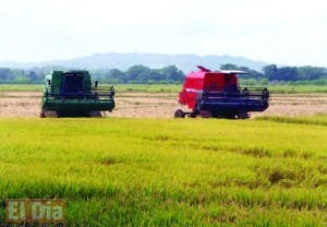 Nuevo sistema permite producir más arroz con menos semillas y menos dinero