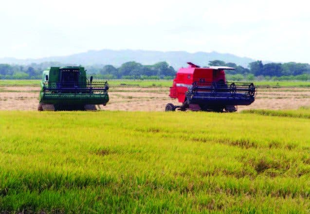 Nuevo sistema permite producir más arroz con menos semillas y menos dinero