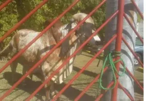 Toro cebú escapa de la Feria Ganadera y se pasea como un turista por el Malecón