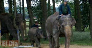 Un elefante mata a un turista británico en el Sur de Tailandia