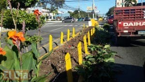 Retiran plantas de isleta de la avenida Abraham Lincoln para mejorar visibilidad de conductores