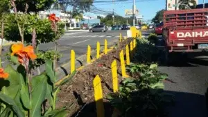 Retiran plantas de isleta de la avenida Abraham Lincoln para mejorar visibilidad de conductores