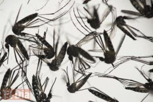 Puerto Rico aumenta esfuerzos para combatir el zika