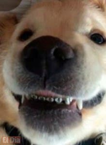 Para mejorar dientes un perro  lleva ‘brackets’