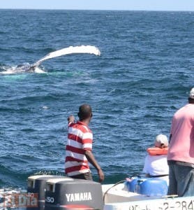 Unos 55 mil turistas visitaron a las ballenas jorobadas