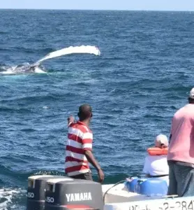 Unos 55 mil turistas visitaron a las ballenas jorobadas