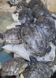 Mujer conserva75 tortugas en la heladera