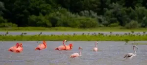 Varios flamencos mueren tras chocar con un avión de pasajeros en la ciudad india de Bombay