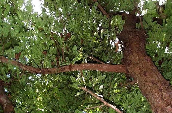 Muere niño de 10 años al caerle un árbol encima en San Pedro de Macorís