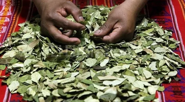 Presidente boliviano defiende la hoja de coca por 