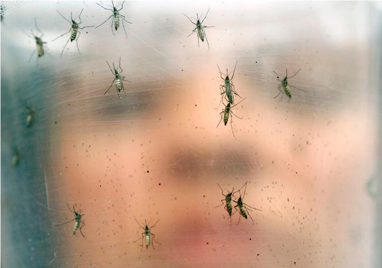 Se desploman los casos de dengue, zika y chikunguña en Brasil este año