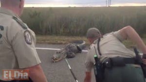 Un gran caimán detiene el tráfico en una carretera de Florida