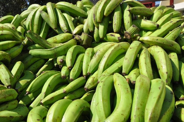 Dice Pro Consumidor que el precio del plátano «comenzó a bajar»
