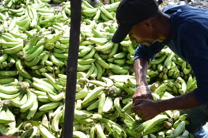 Vendedores mercados dicen precios víveres y pollo bajan de precios